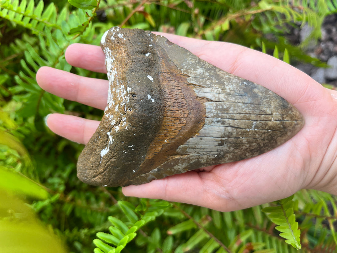 why-is-venice-fl-the-shark-tooth-capital-of-the-world