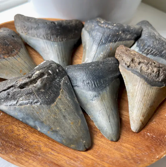 Why-are-Fossilized-Shark-Teeth-different-Colors