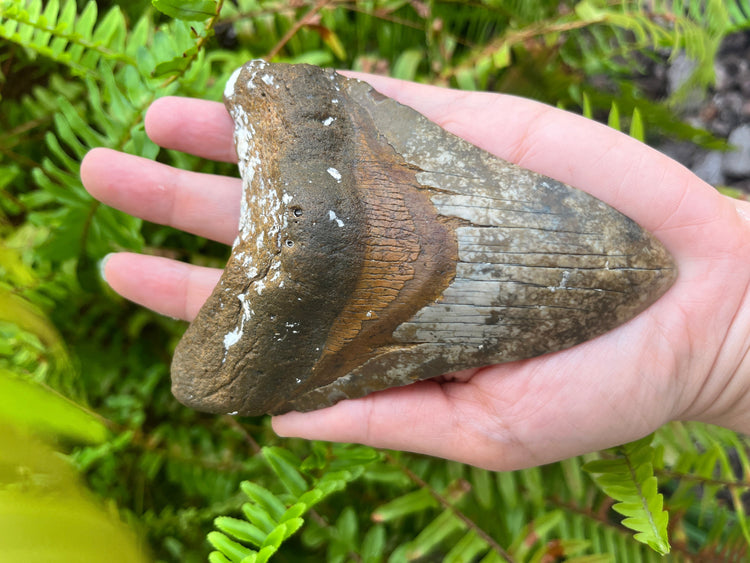 Shark-teeth-and-Fossils