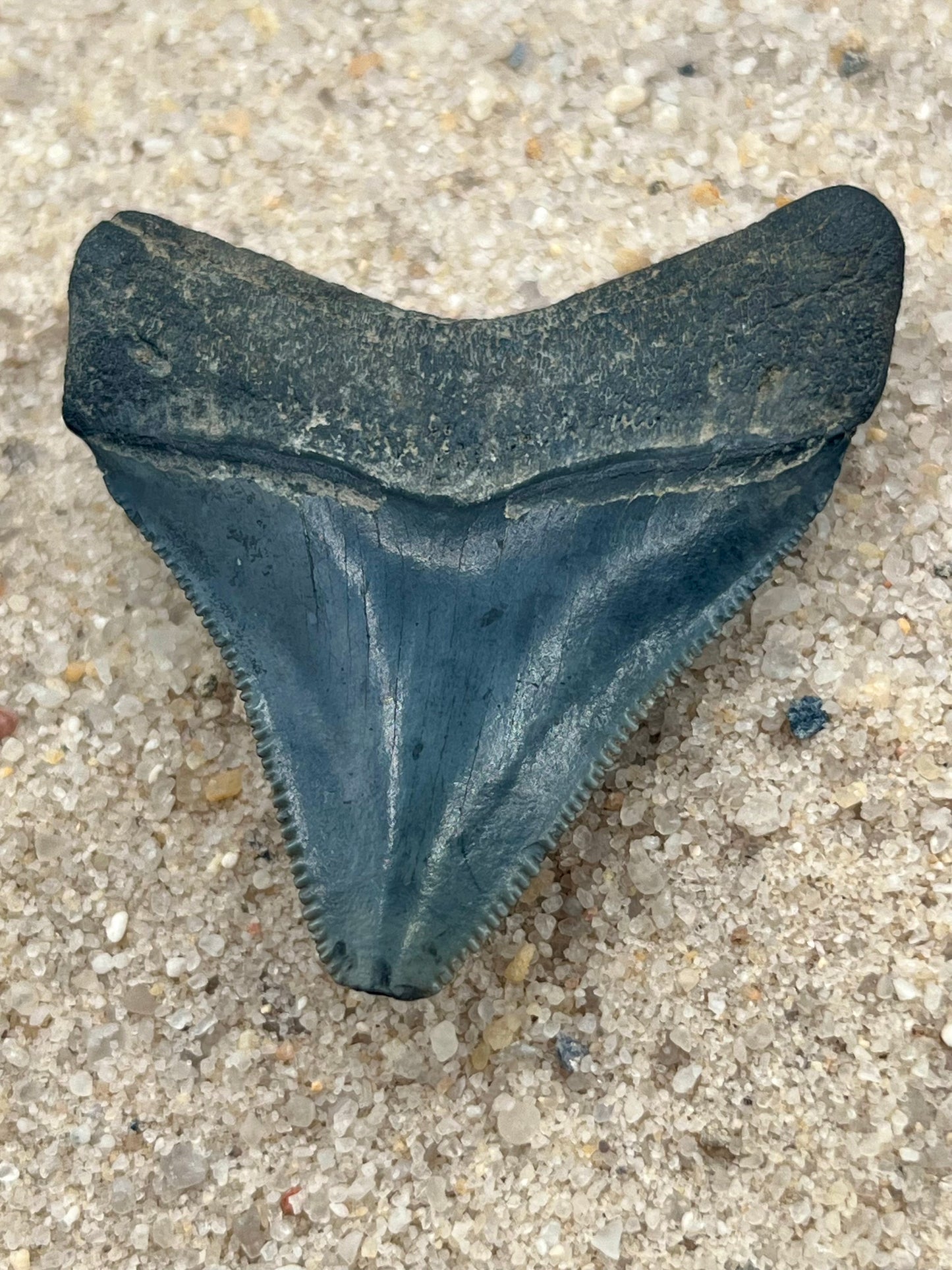 1.95” Posterior Megalodon Tooth From Central Florida