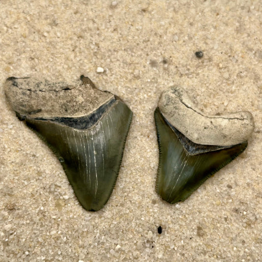 Auction (2-4): Pair of Megalodon Teeth - Bone Valley, FL