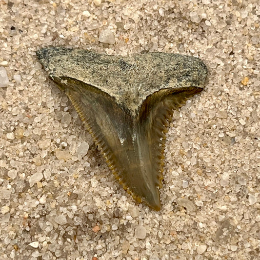 1.47” Hemipristis Tooth From Central Florida