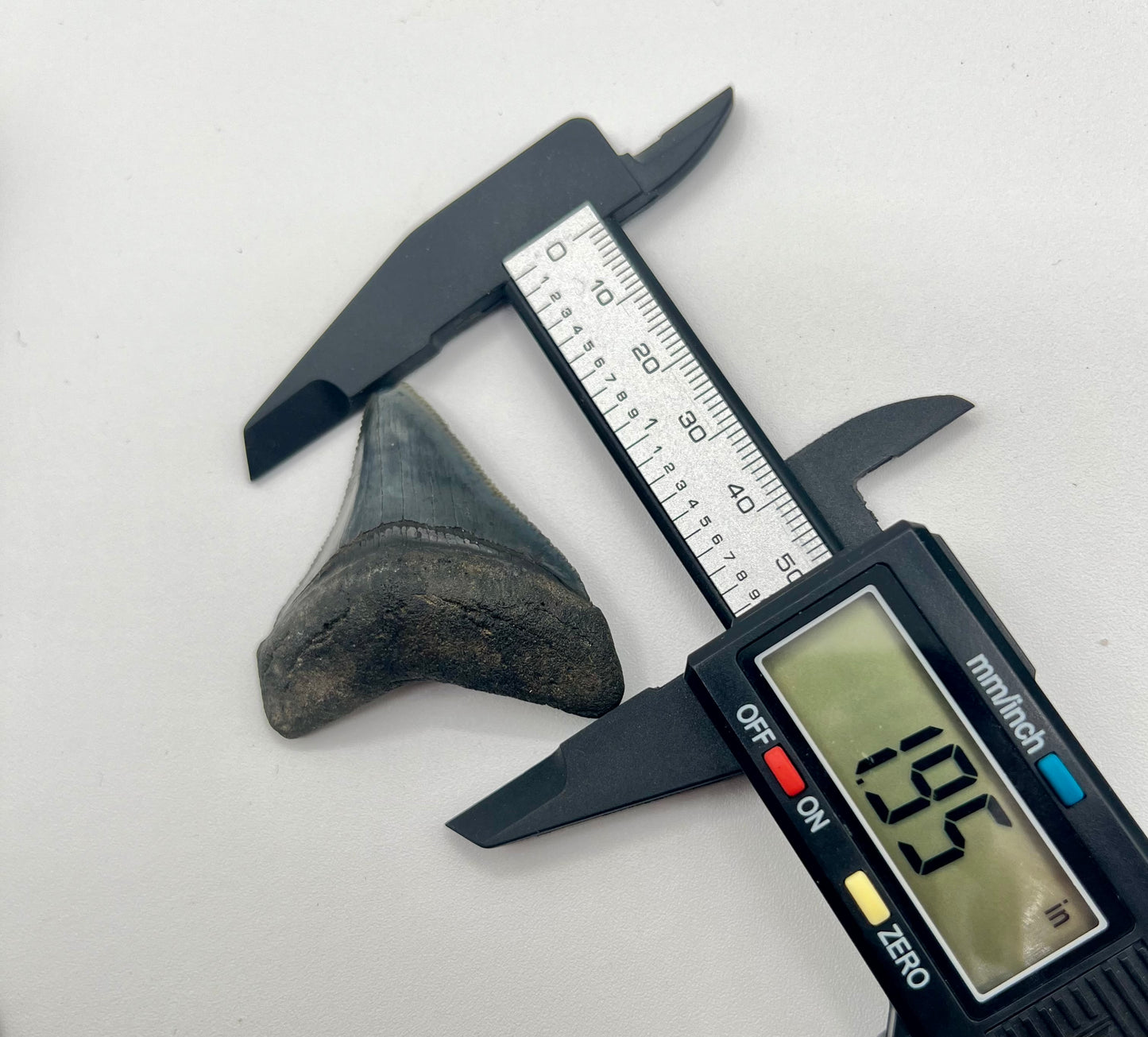 1.95” Posterior Megalodon Tooth From Central Florida