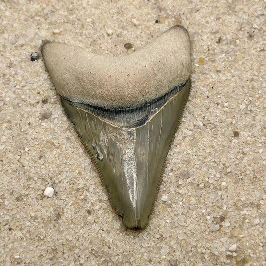 Auction (2-4): 2.41” Megalodon Tooth From Bone Valley, FL