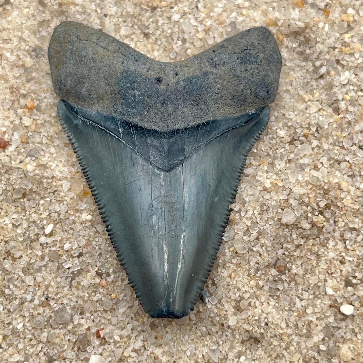 2.01” Posterior Megalodon Tooth From Central Florida