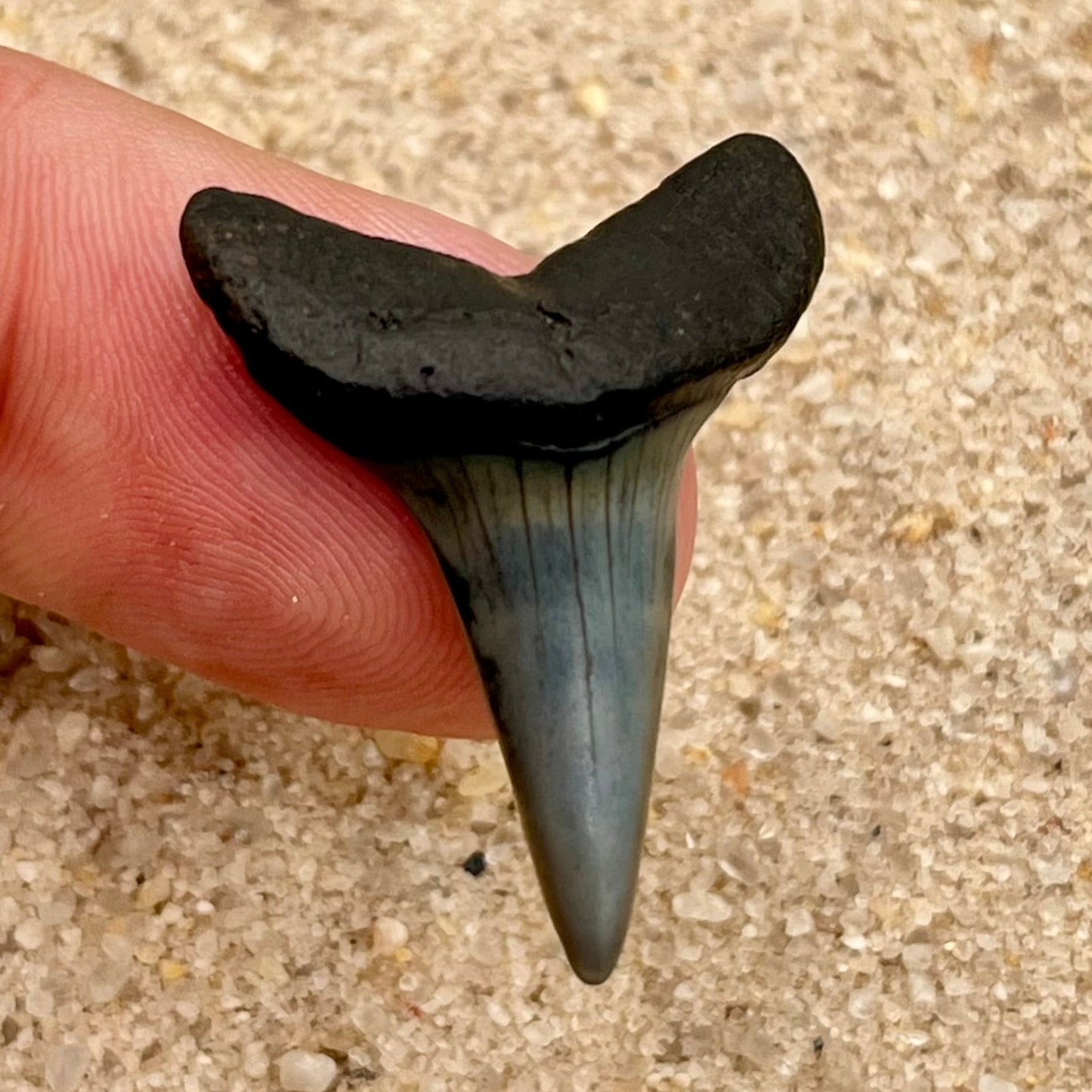 Auction (3-818): 1.28" Lower Hastalis Shark Tooth from Central Florida