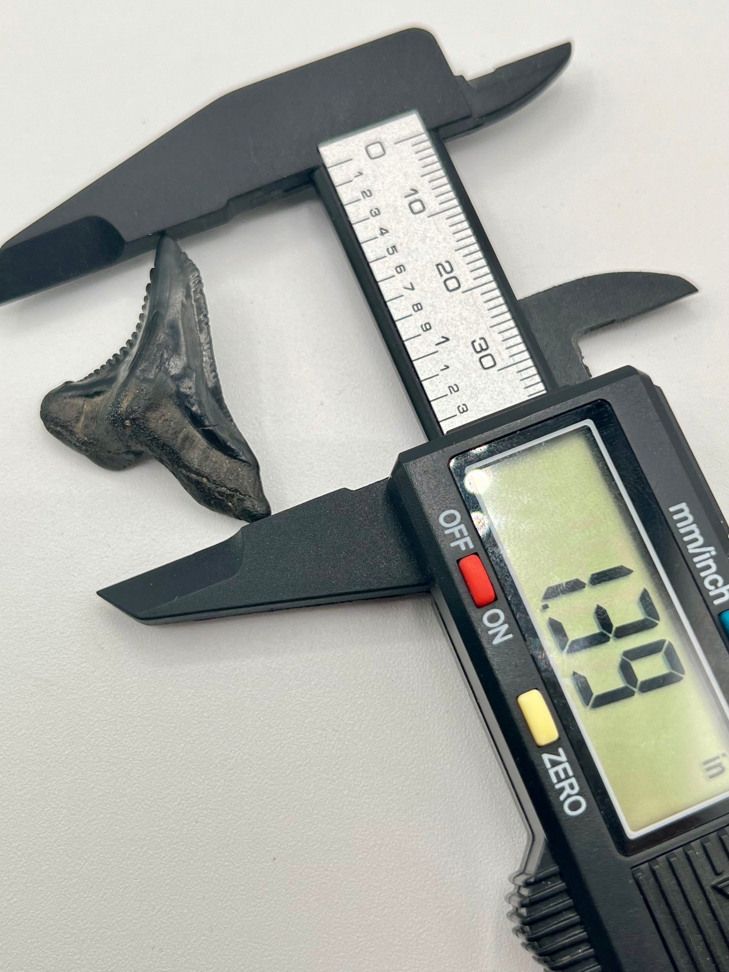 Auction (2-925): 1.39” Hemi Shark Tooth From Florida