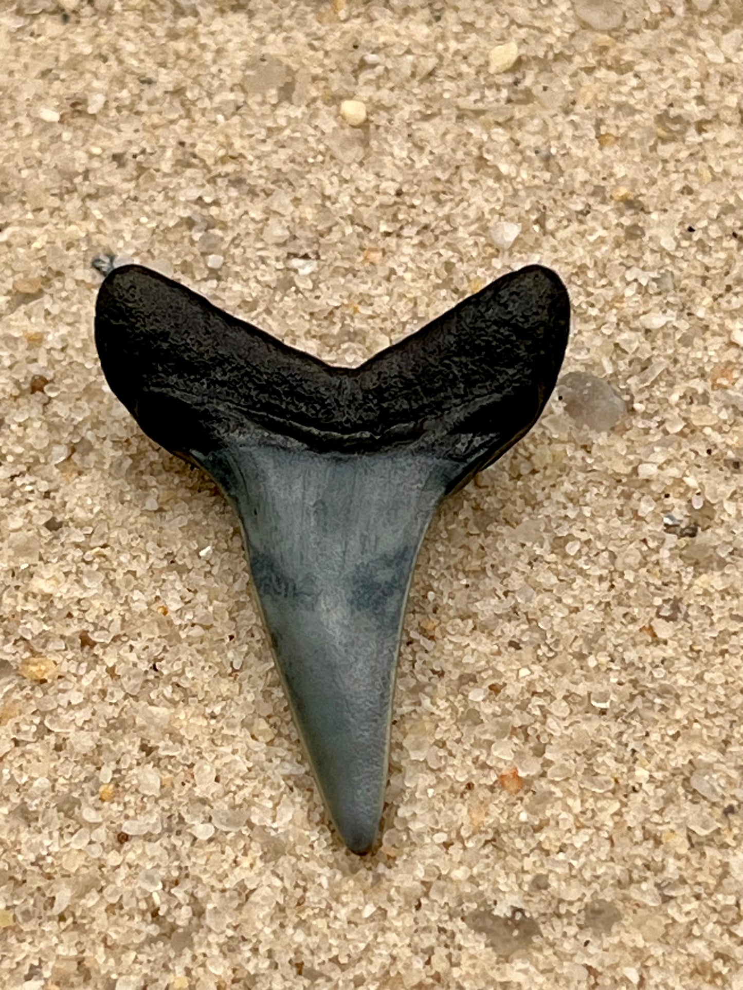 Auction (3-818): 1.28" Lower Hastalis Shark Tooth from Central Florida