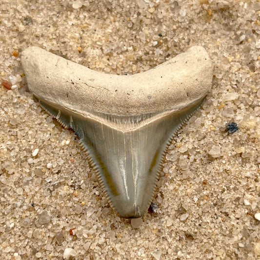 Auction (2-4): 1.67” Megalodon Tooth From Central Florida