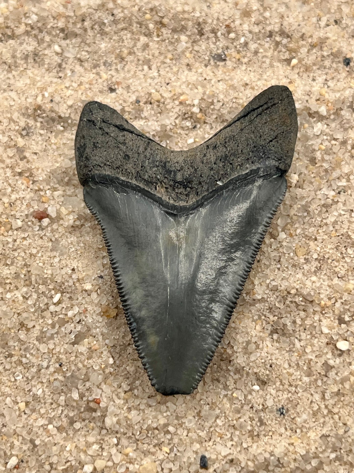 2.01” Posterior Megalodon Tooth From Central Florida