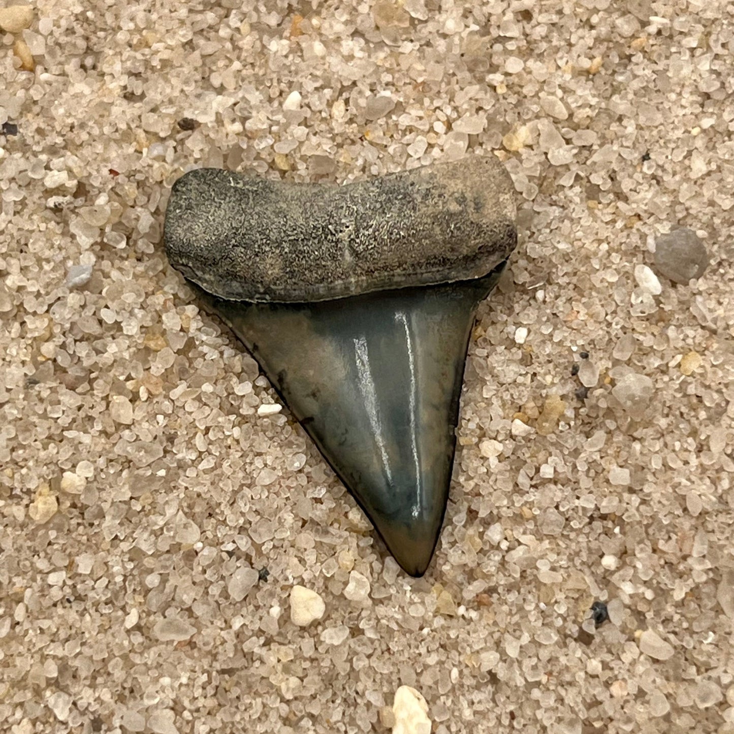 Auction (2-4) - 1.26” Hastalis Tooth From Central Florida