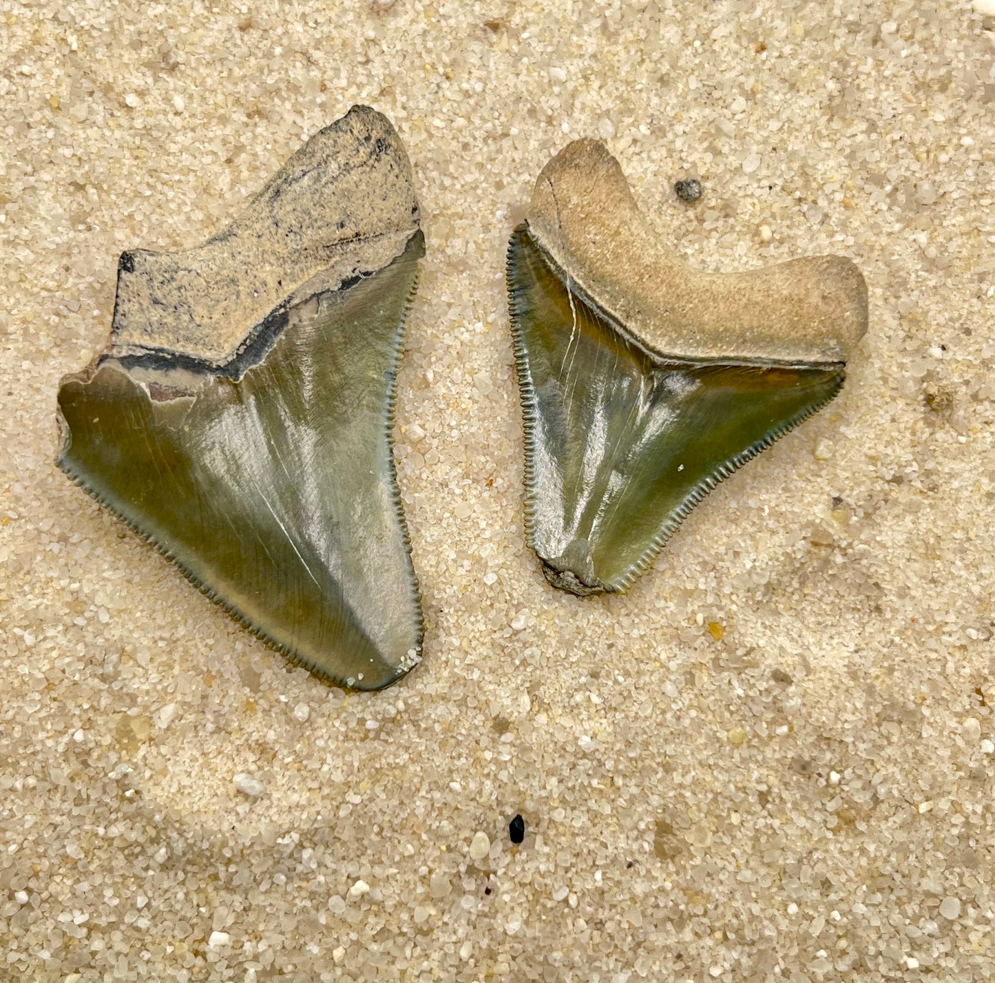 Auction (2-4): Pair of Megalodon Teeth - Bone Valley, FL