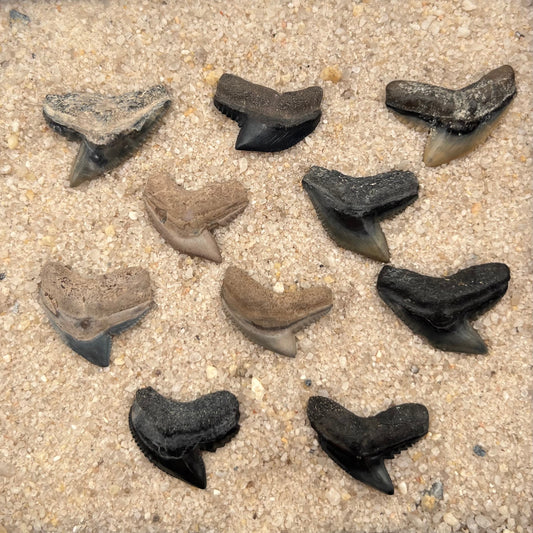 Auction (2-4) - Set of 10 Tiger Shark Teeth From Florida