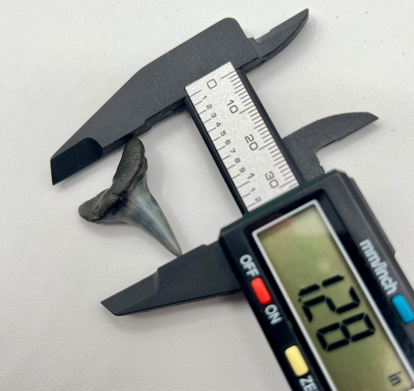 Auction (3-818): 1.28" Lower Hastalis Shark Tooth from Central Florida