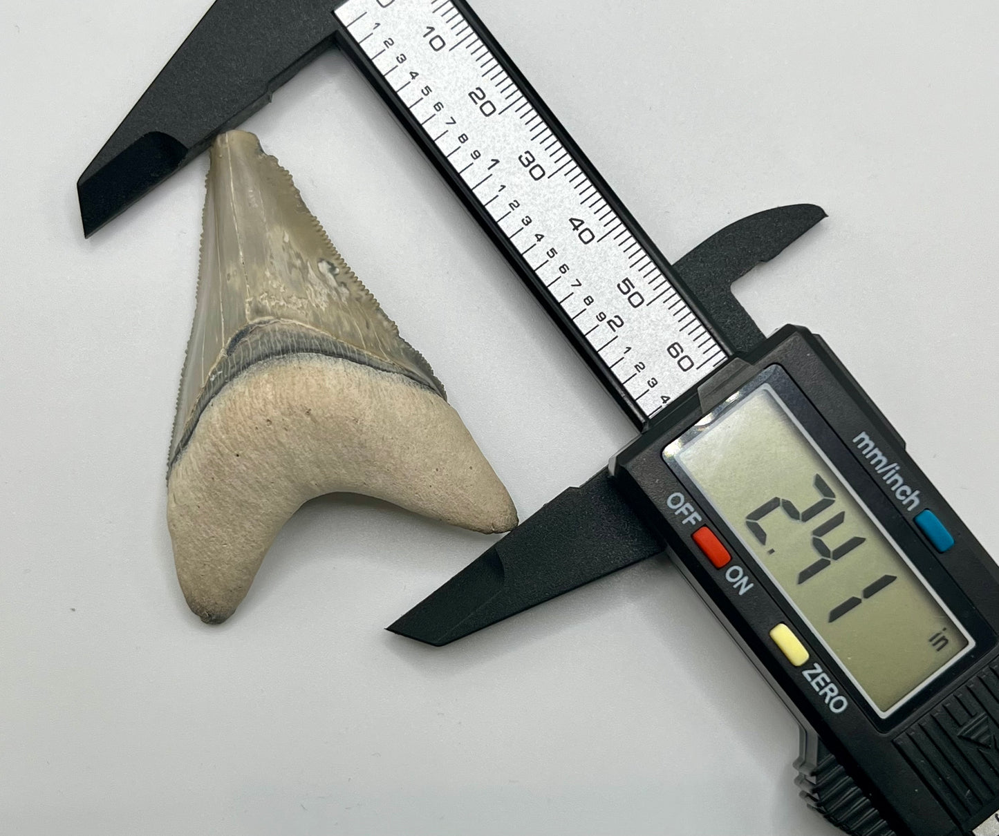 Auction (2-4): 2.41” Megalodon Tooth From Bone Valley, FL