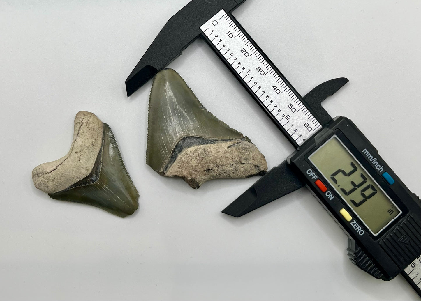 Auction (2-4): Pair of Megalodon Teeth - Bone Valley, FL