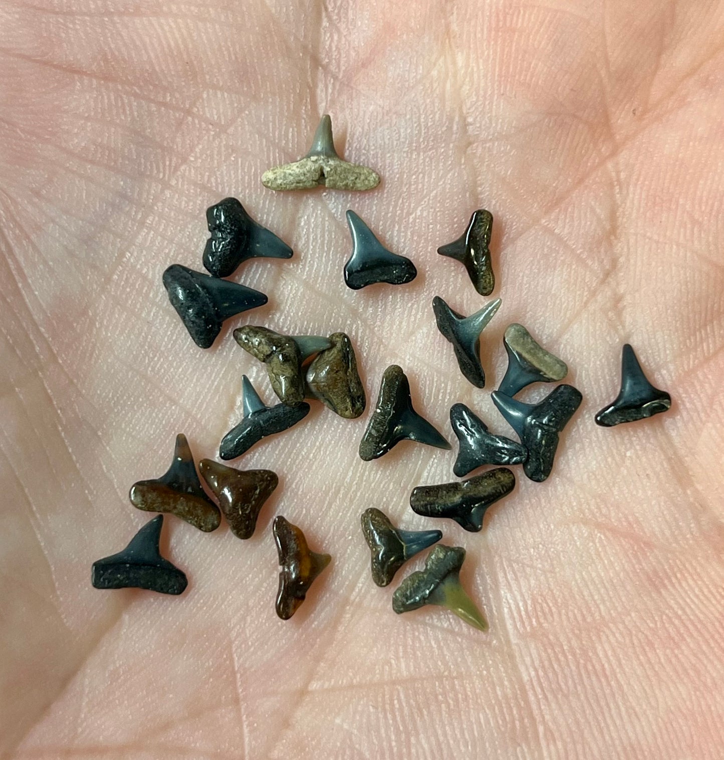 Auction (3-811): Micro Shark Teeth - Glass Vile : Venice, FL