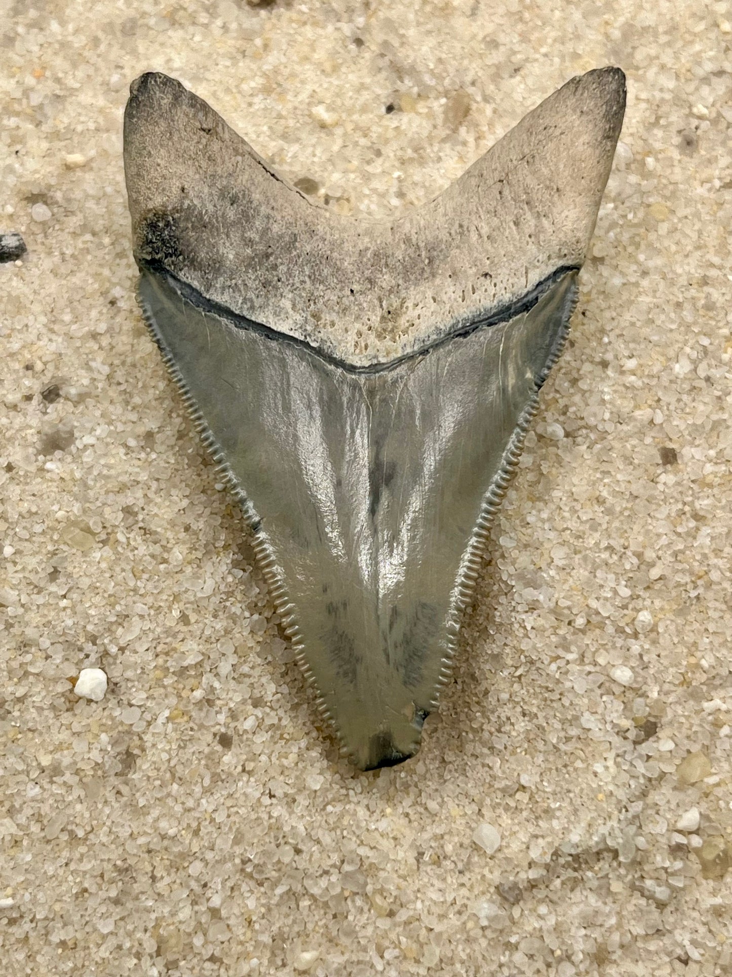 Auction (2-4): 2.41” Megalodon Tooth From Bone Valley, FL