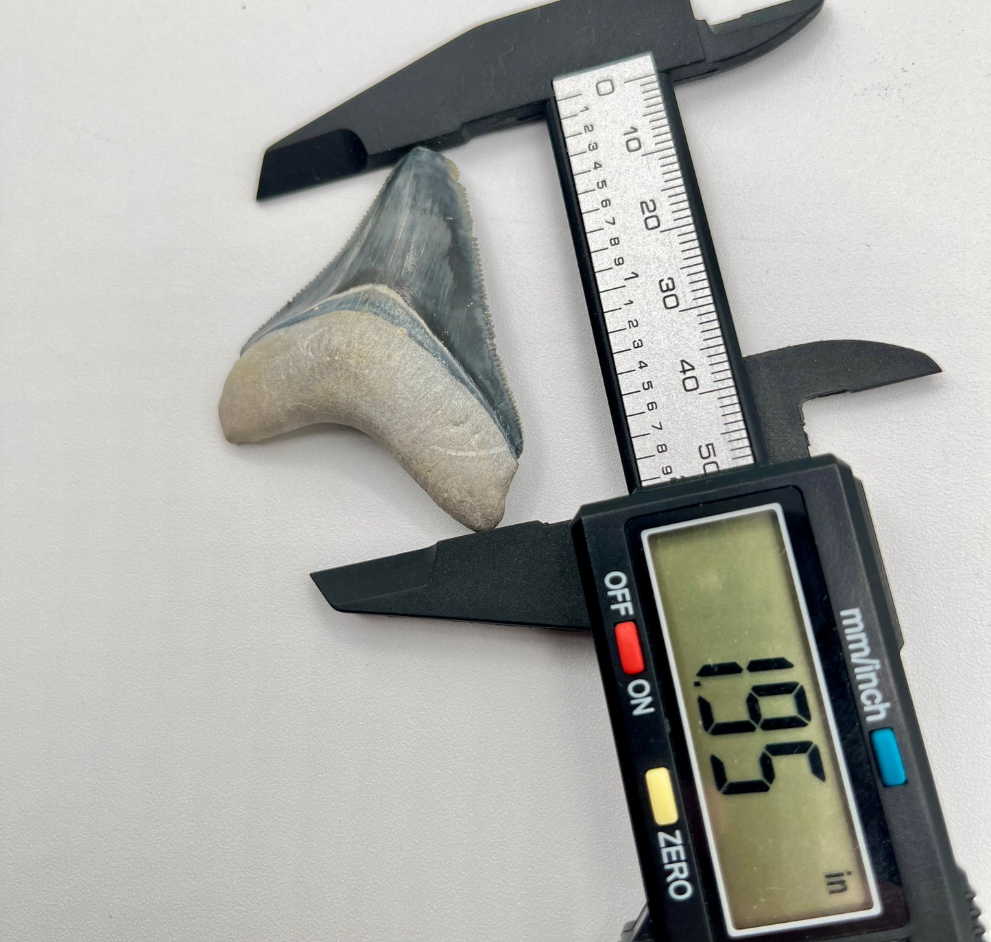 Auction (2-925): 1.95" Megalodon Shark Tooth from Bone Valley, FL