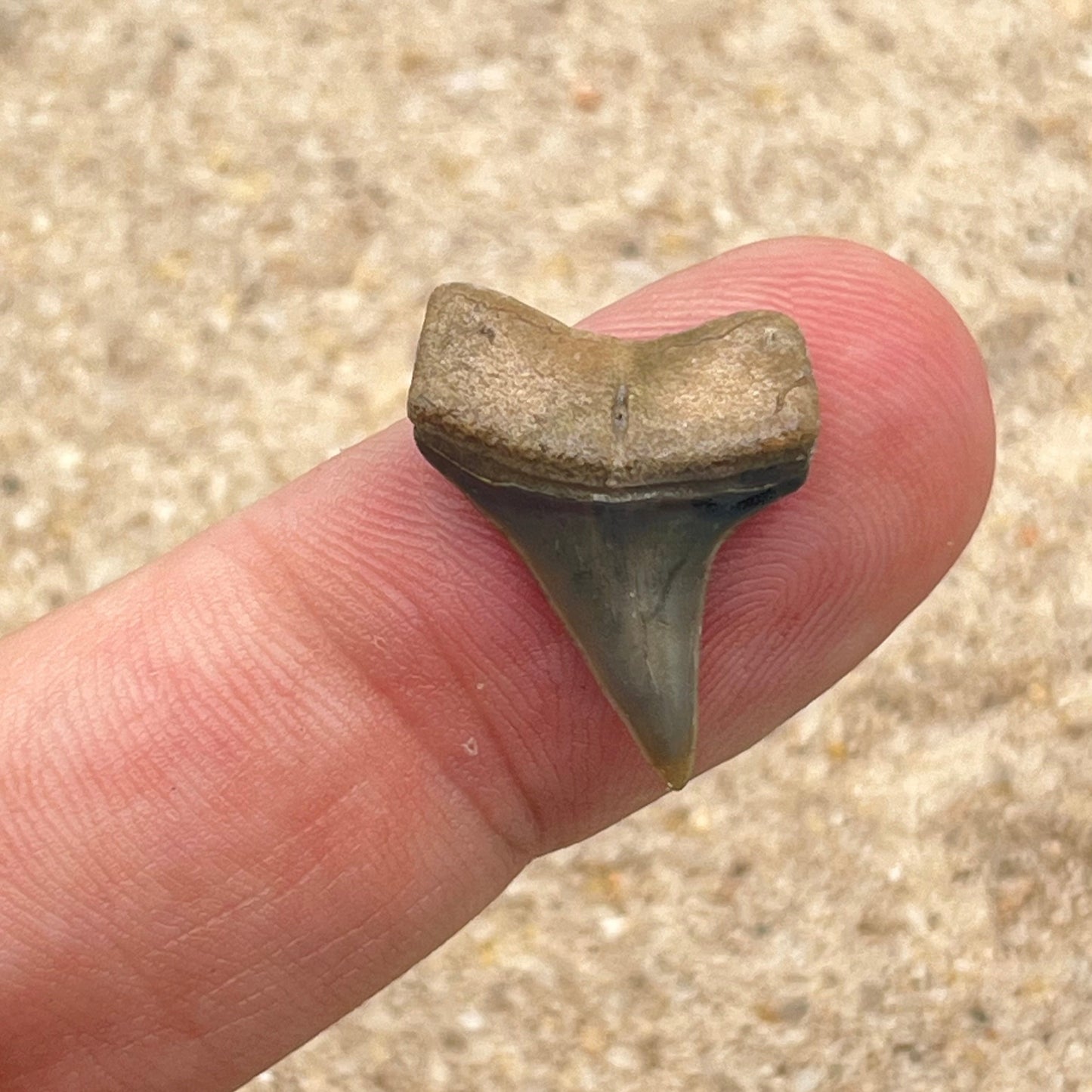 Auction (2-925): .90” Hastalis Shark Tooth From Florida