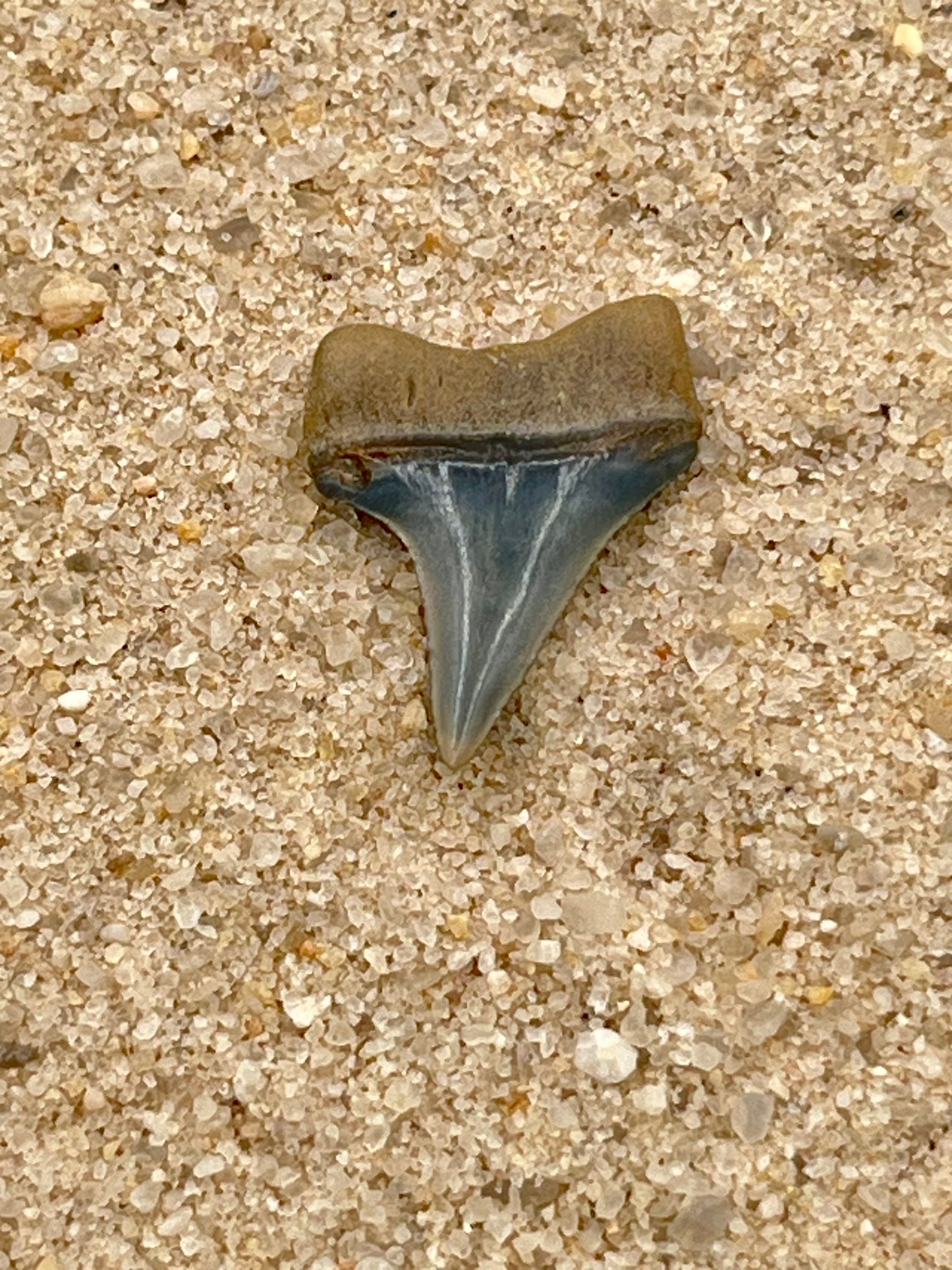 Auction (2-925): .90” Hastalis Shark Tooth From Florida