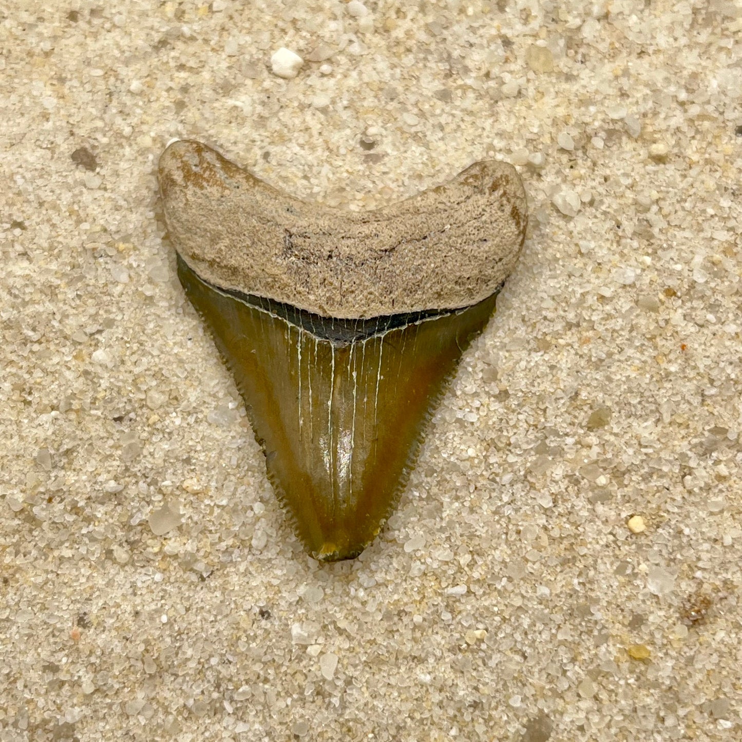 Auction (2-4): 1.68” Megalodon Tooth From Central FL