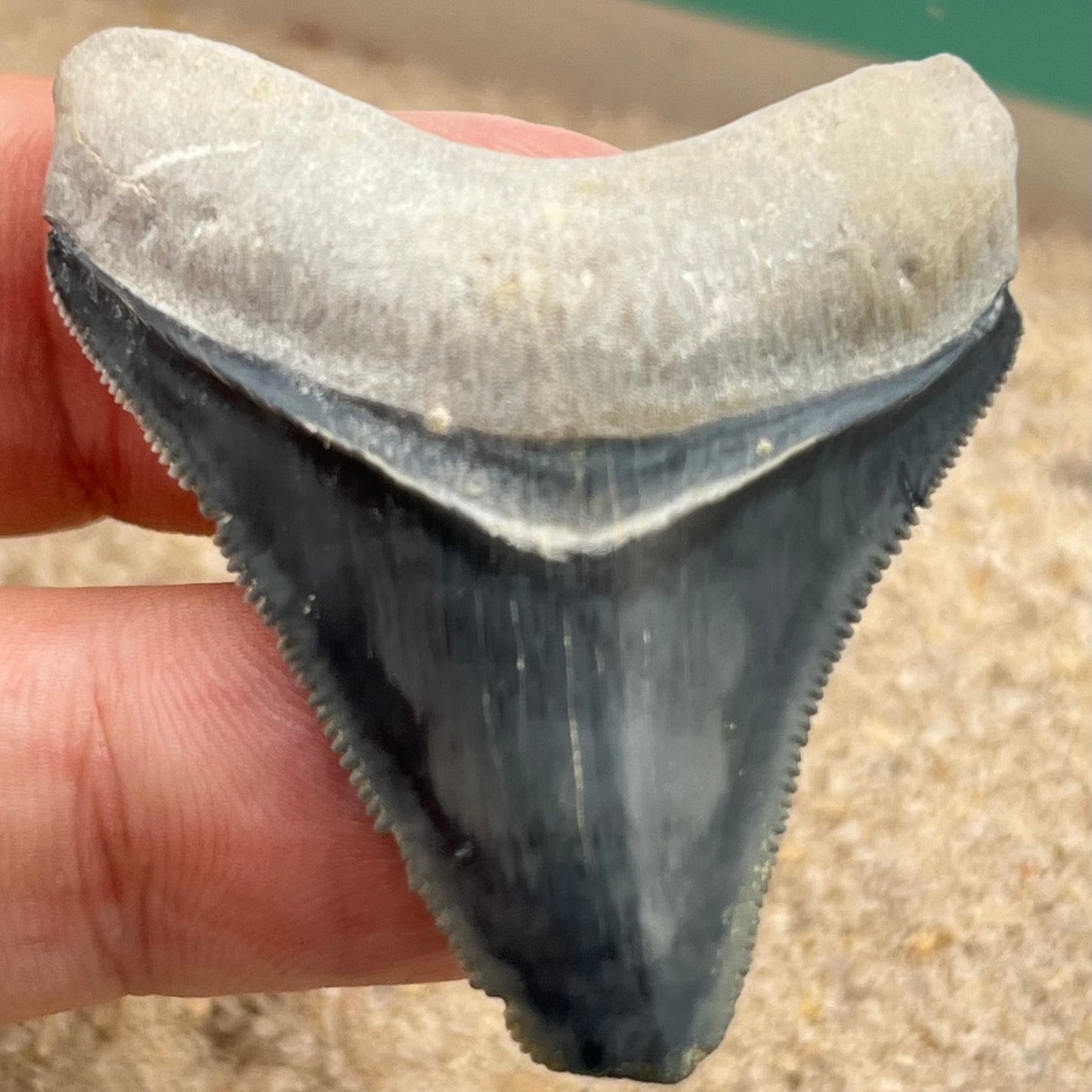 Auction (2-925): 1.95" Megalodon Shark Tooth from Bone Valley, FL