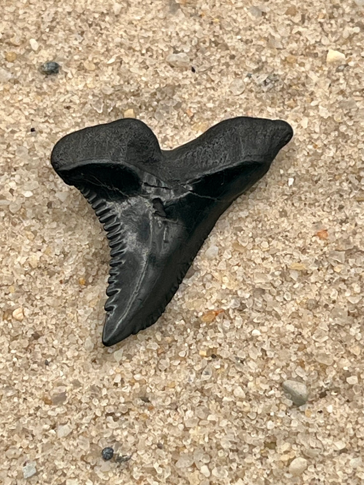 Auction (2-925): 1.39” Hemi Shark Tooth From Florida