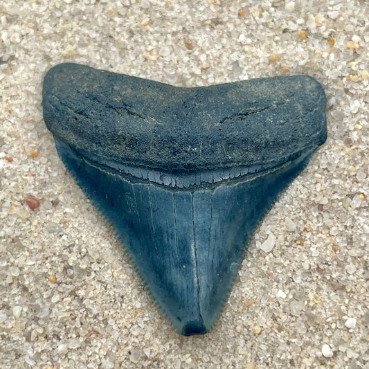 1.95” Posterior Megalodon Tooth From Central Florida