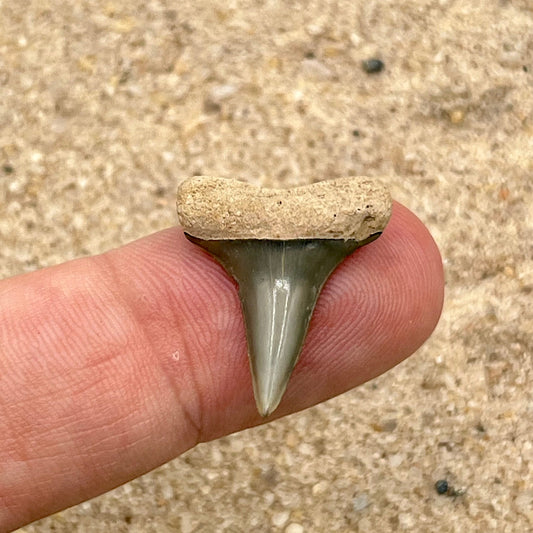 Auction (2-925): 1.00” Lower Hastalis Shark Tooth From Florida