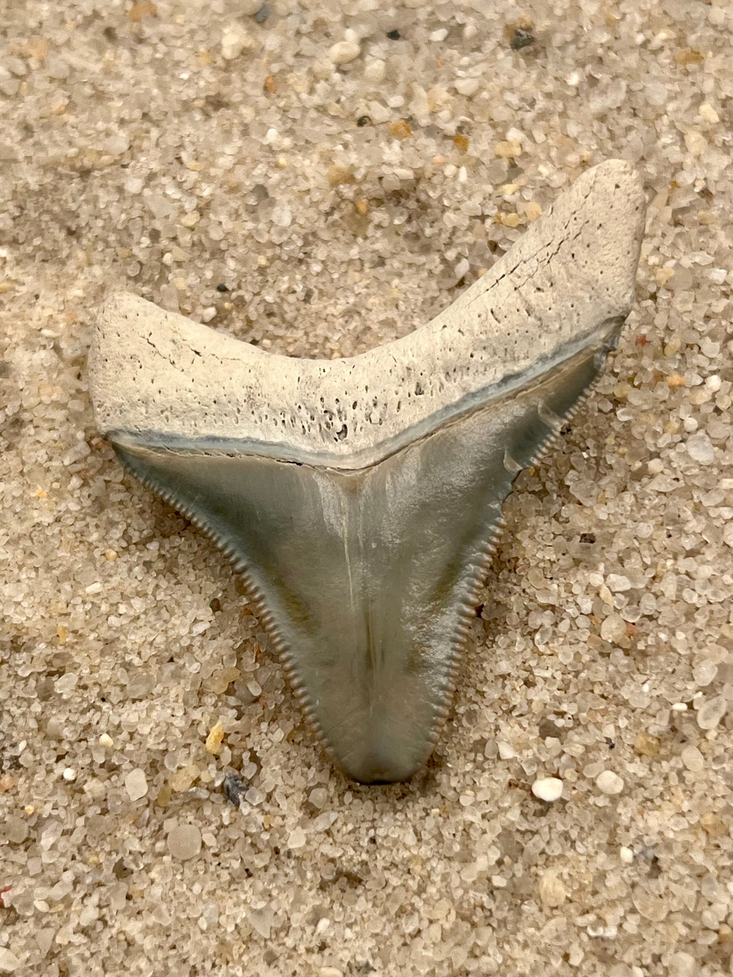 Auction (2-4): 1.67” Megalodon Tooth From Central Florida