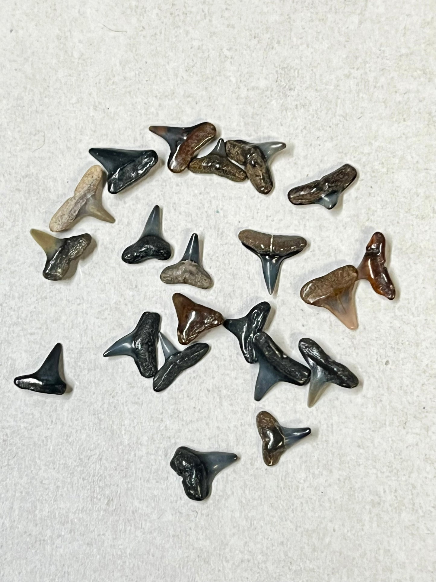 Auction (3-811): Micro Shark Teeth - Glass Vile : Venice, FL