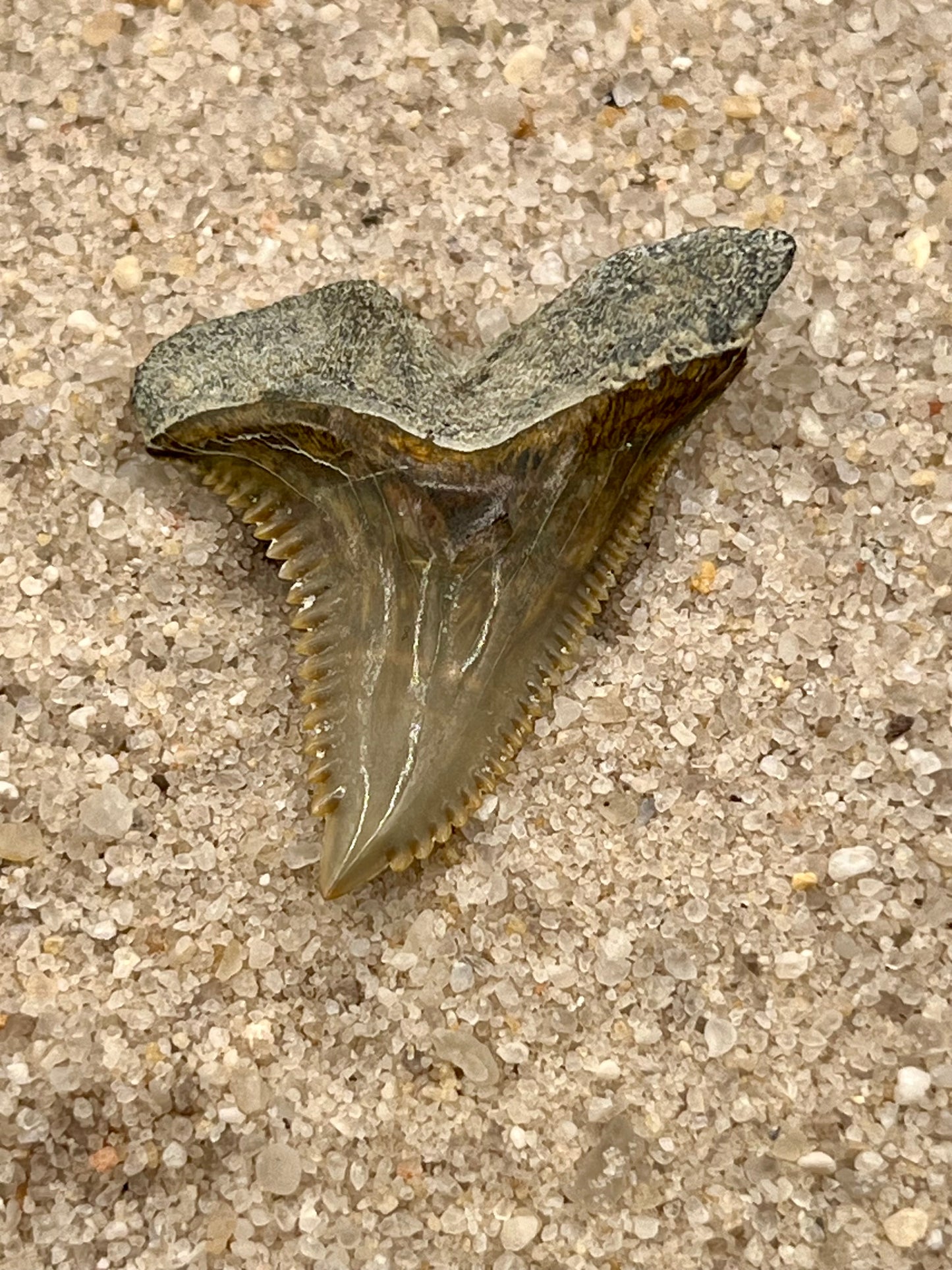 1.47” Hemipristis Tooth From Central Florida