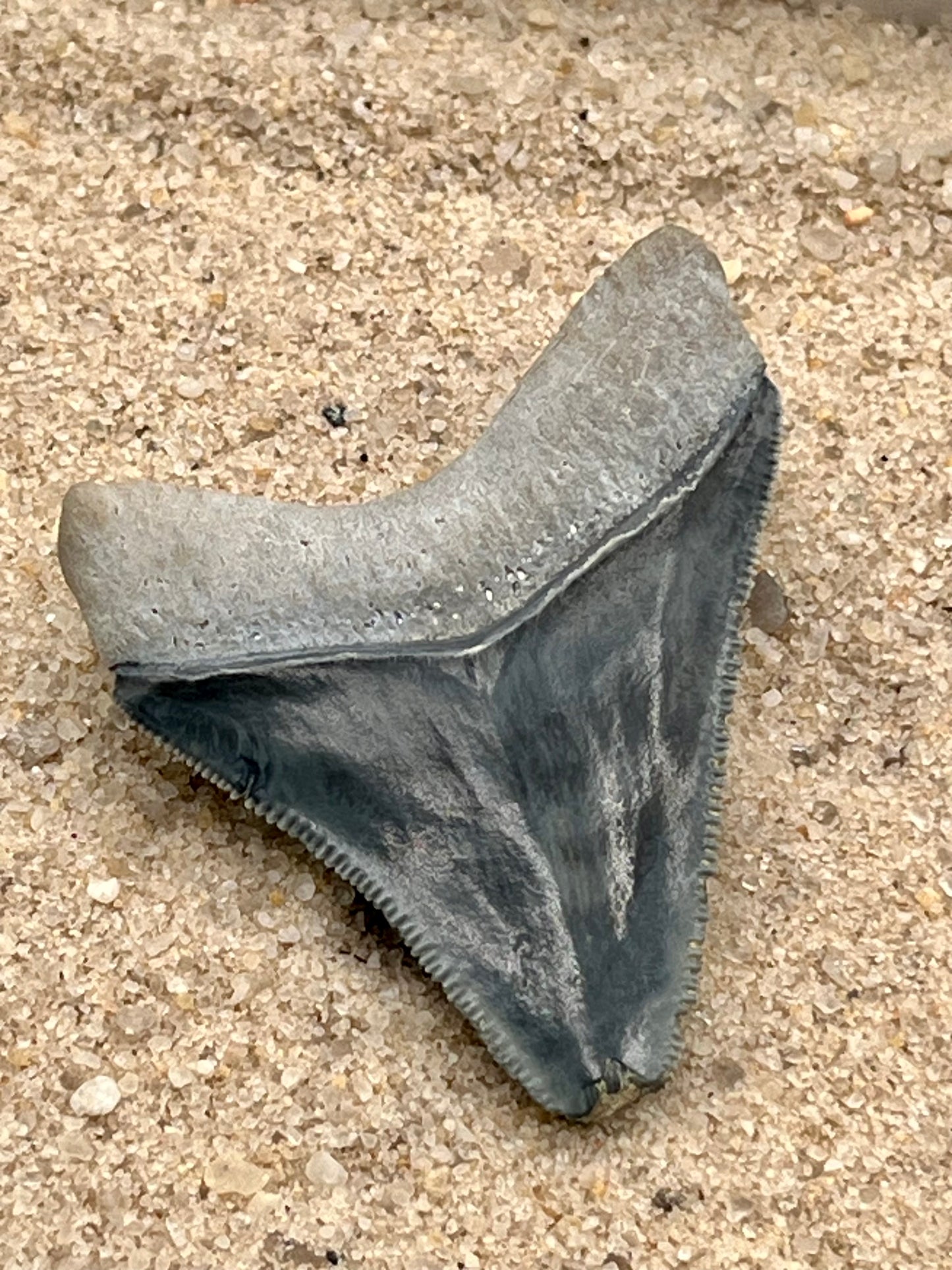 Auction (2-925): 1.95" Megalodon Shark Tooth from Bone Valley, FL