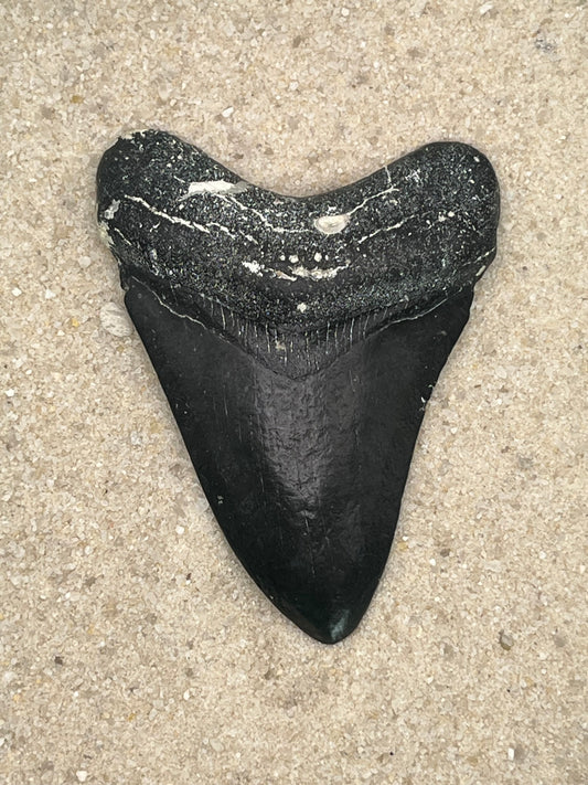 3.77” Venice Megalodon