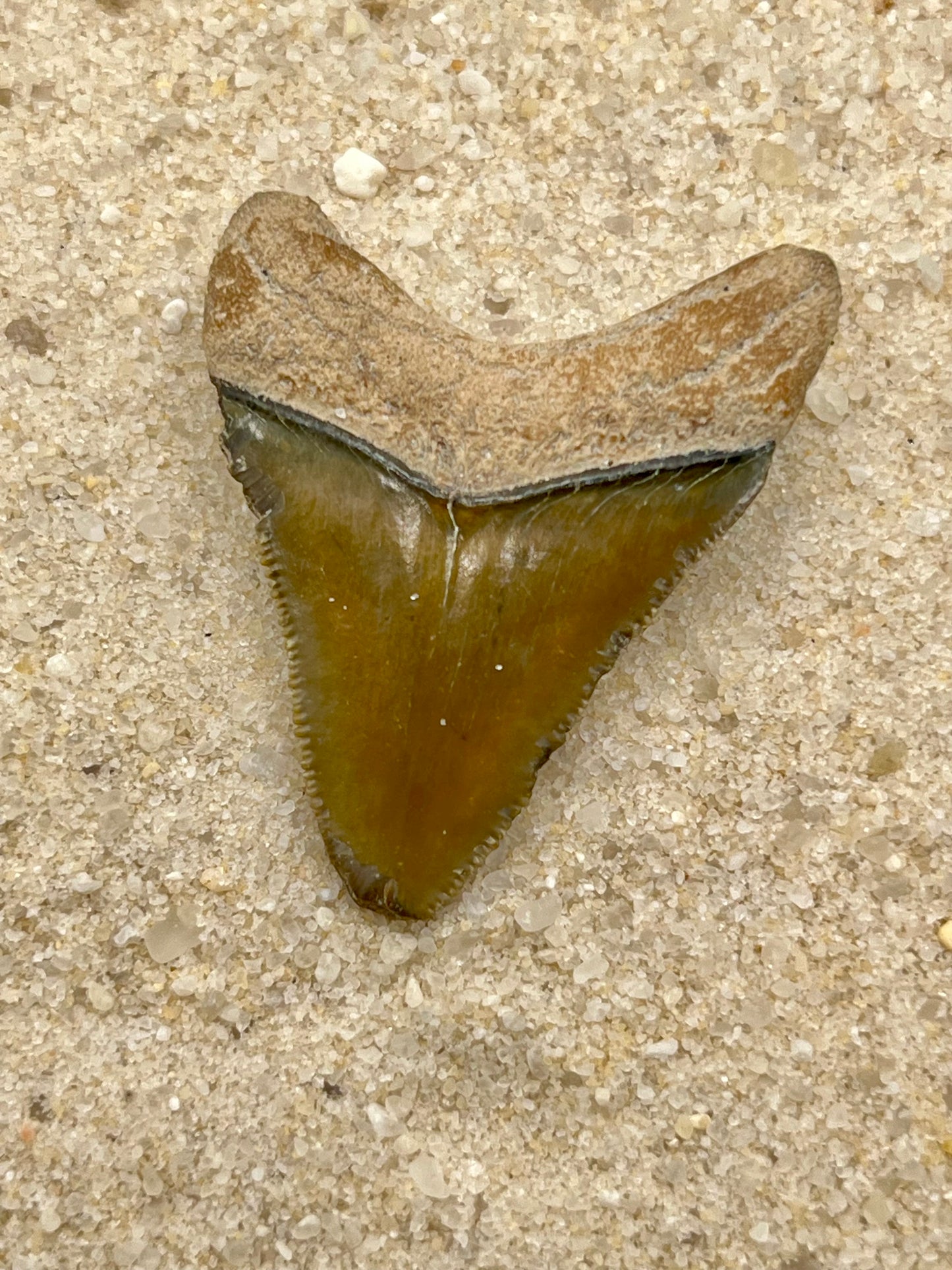 Auction (2-4): 1.68” Megalodon Tooth From Central FL