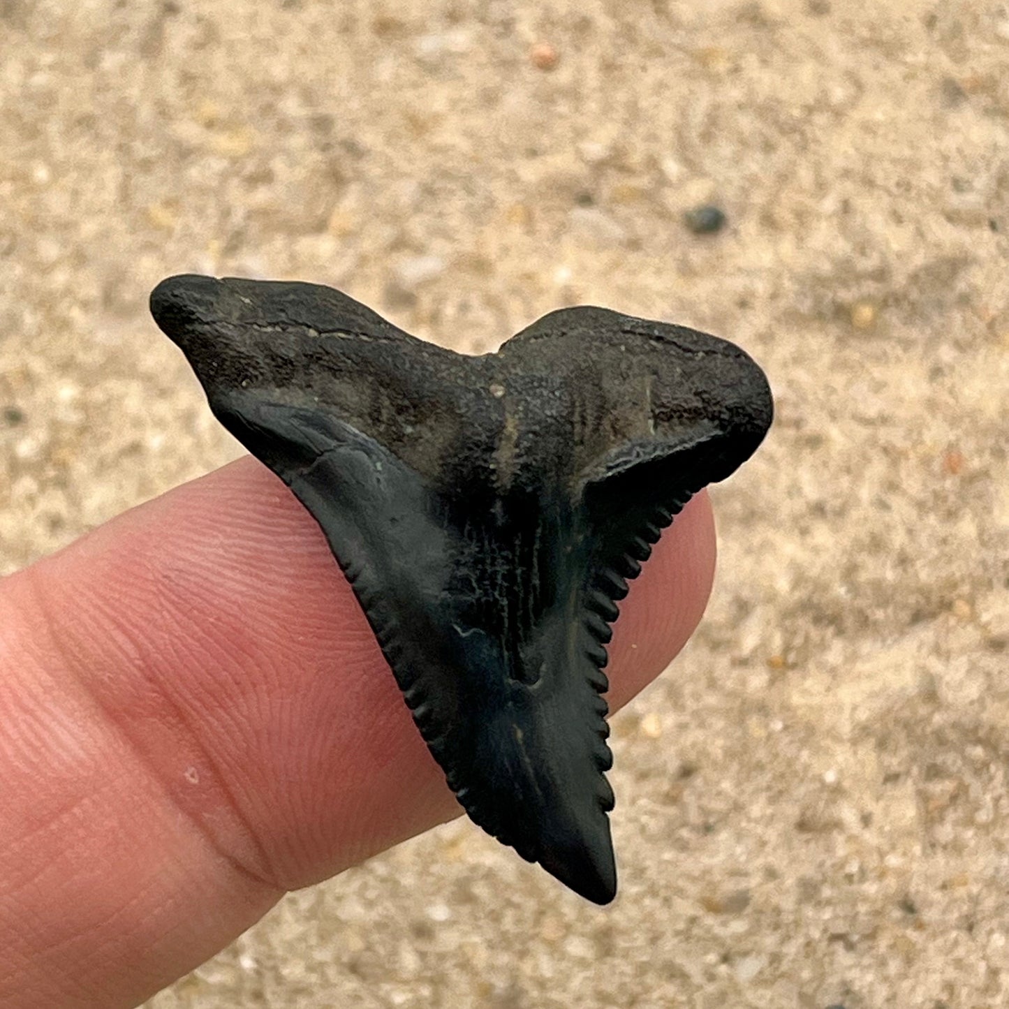 Auction (2-925): 1.39” Hemi Shark Tooth From Florida