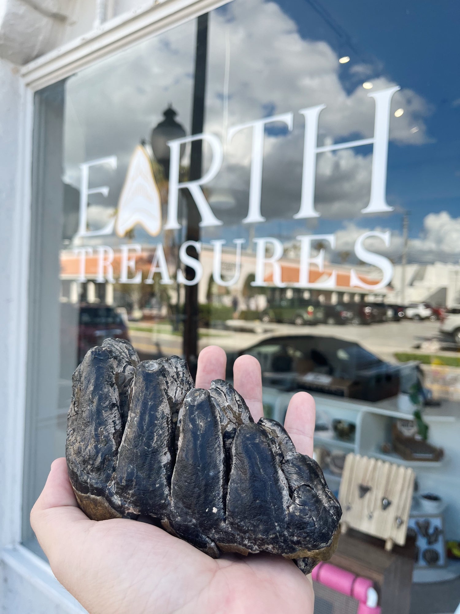 sell-your-fossils-venice-fl