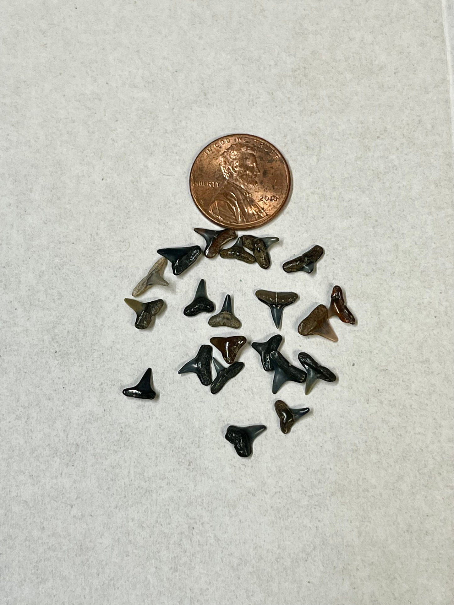 Auction (3-811): Micro Shark Teeth - Glass Vile : Venice, FL