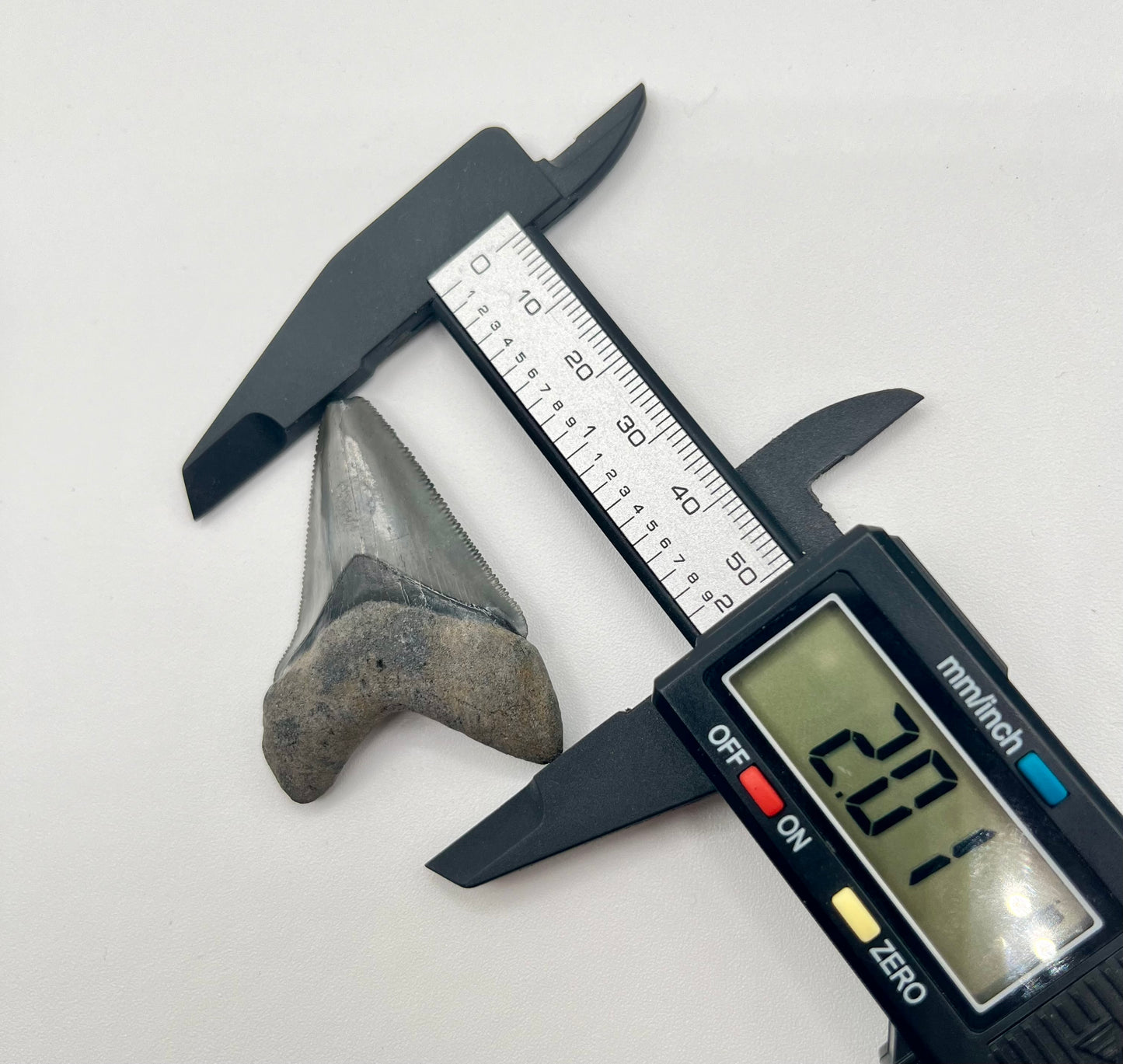 2.01” Posterior Megalodon Tooth From Central Florida