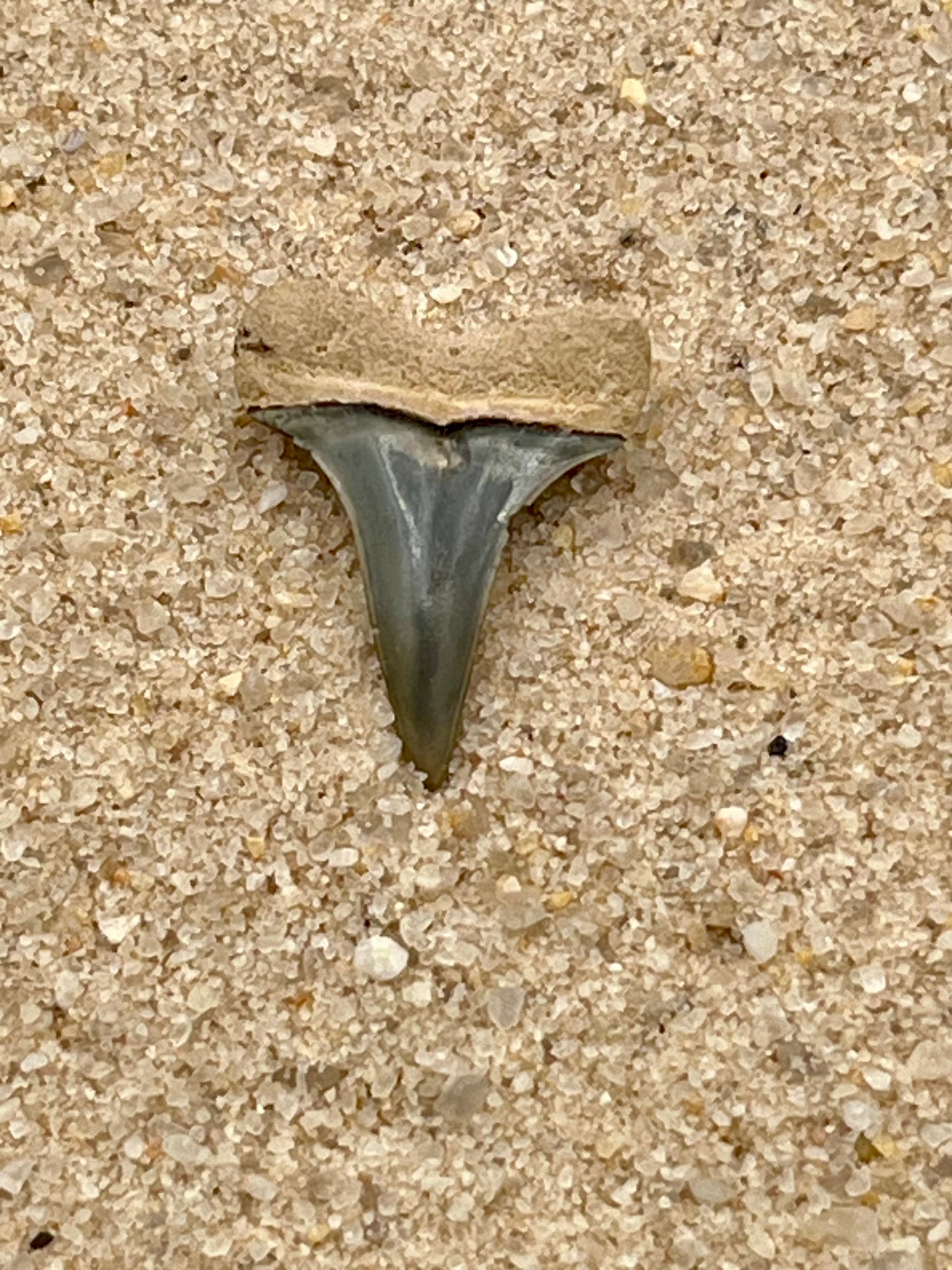 Auction (2-925): 1.00” Lower Hastalis Shark Tooth From Florida