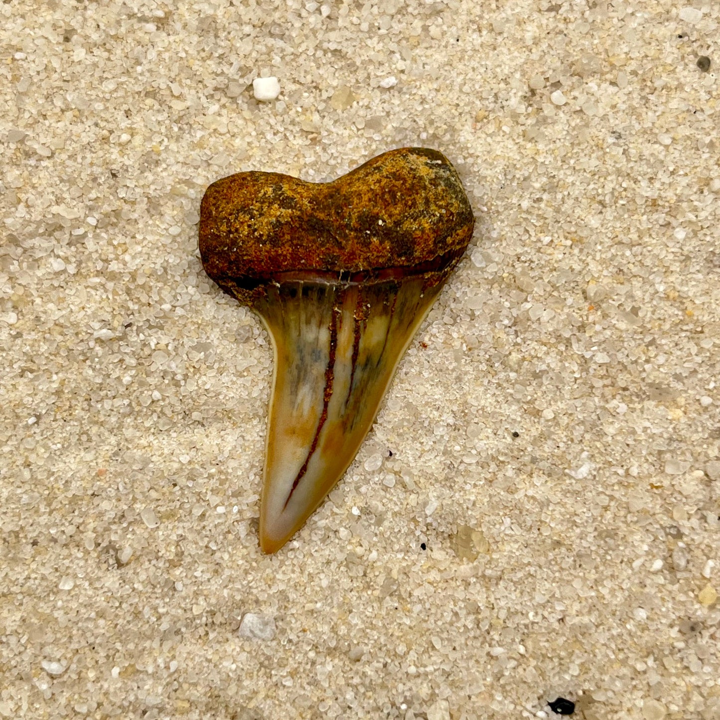 Auction (2-4): Large 1.82” C. Planus Tooth from Bakersfield, CA