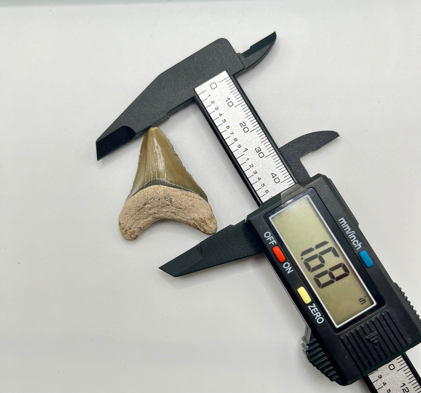 Auction (2-4): 1.68” Megalodon Tooth From Central FL