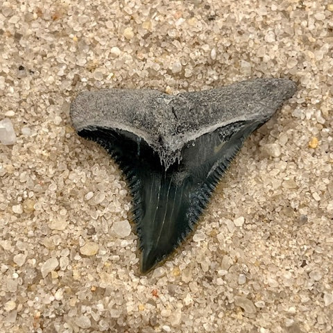 1.39” Hemipristis Tooth From Central Florida