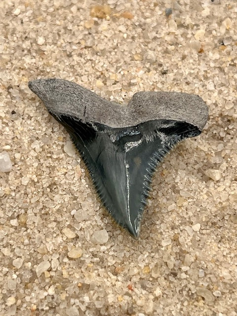 1.39” Hemipristis Tooth From Central Florida