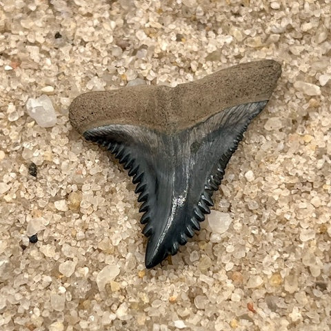 1.10” Hemipristis Tooth From Central Florida