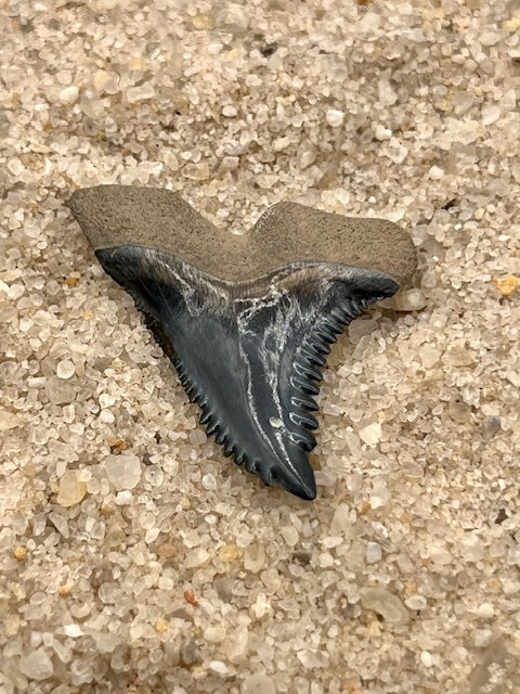 1.10” Hemipristis Tooth From Central Florida