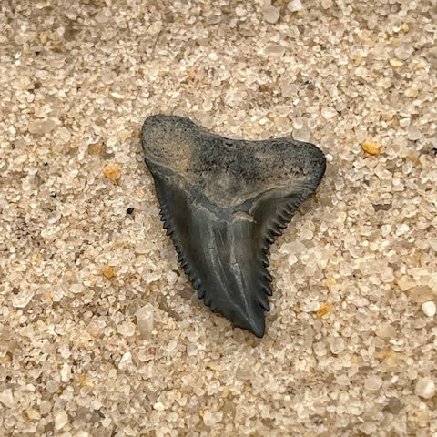 .94” Hemipristis Tooth From Central Florida