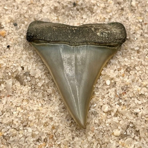 1.32” Hastalis Tooth From Central Florida