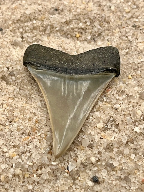 1.32” Hastalis Tooth From Central Florida